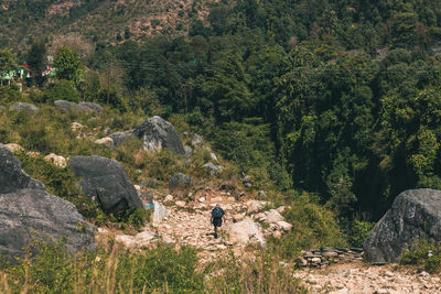 Scenic view of forest