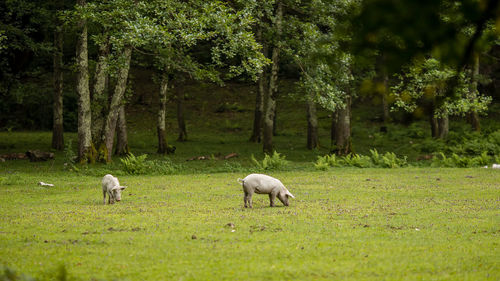 Sheep grazing in a field