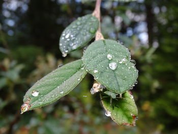 Close-up of wet plant leaves during rainy season