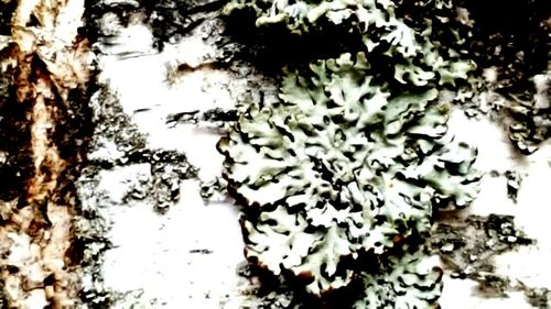 Close-up of white flowers