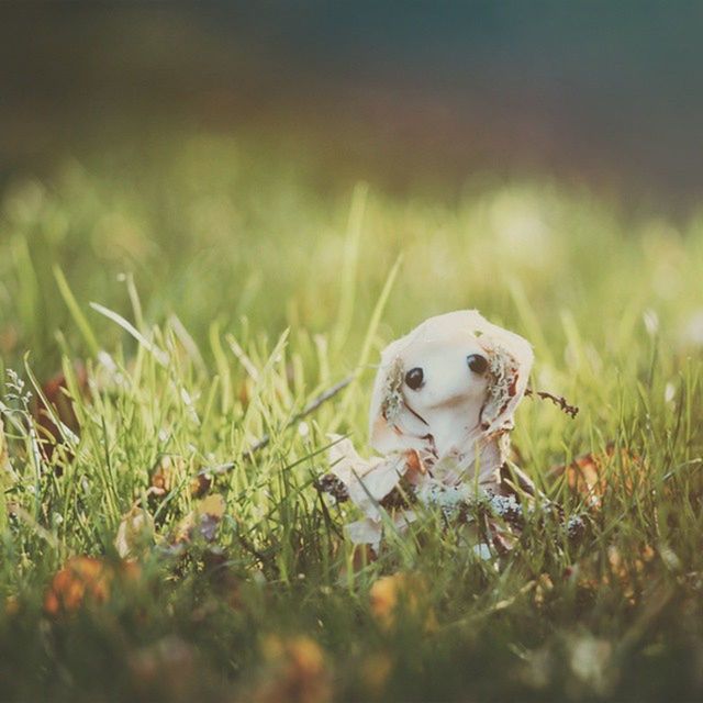 grass, animal themes, one animal, field, grassy, selective focus, dog, wildlife, green color, domestic animals, animals in the wild, mammal, nature, pets, focus on foreground, close-up, plant, growth, day, no people