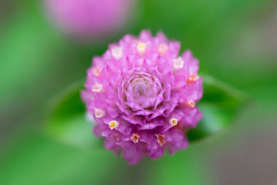 Close-up of pink flower blooming outdoors