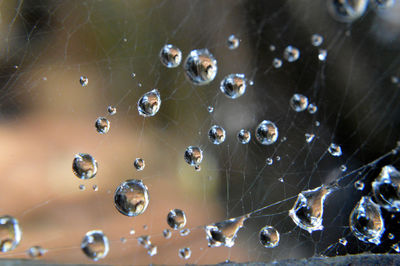 Water drops on spider web