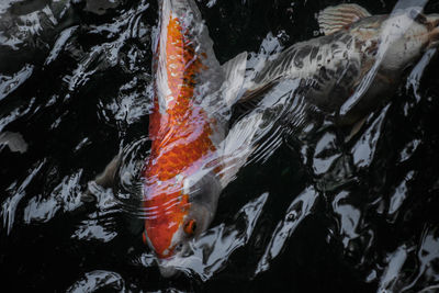 Fish swimming in lake