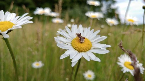 Close-up of bee on white flower