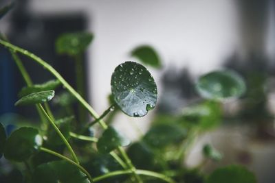 Close-up of water drops on leaf