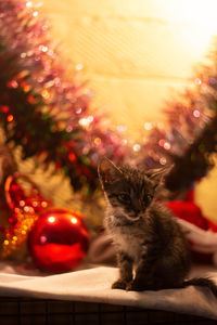 Portrait of cat with christmas lights