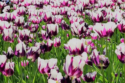 Close-up of flowers blooming outdoors