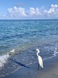 Seagull on beach