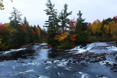 Scenic view of stream flowing in forest during autumn