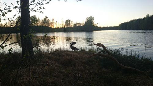 Swan swimming in lake against sky at sunset