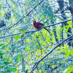 Low angle view of bird perching on tree