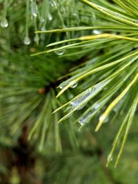 Close-up of raindrops on pine tree