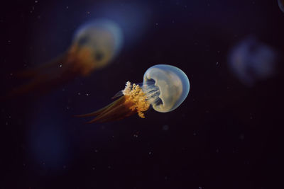 Close-up of jellyfish in water