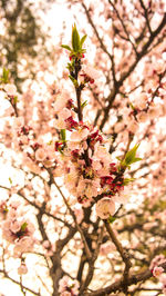 Close-up of cherry blossoms in spring