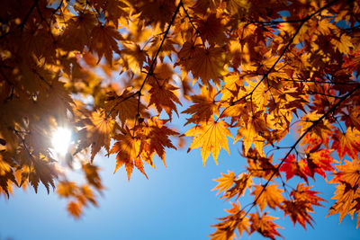 Low angle view of maple tree against sky