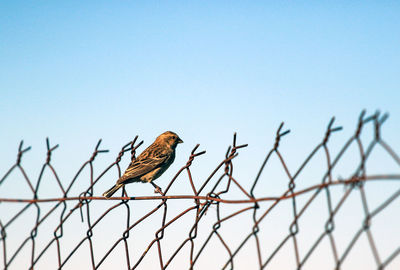 A sparrow sitting on a fence 