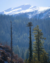 Pine trees on snowcapped mountains against sky