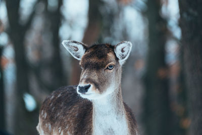 Close-up of deer looking away