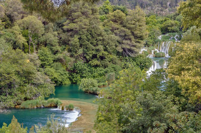 Scenic view of lake in forest