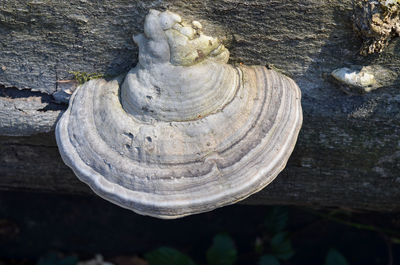Close-up of tree trunk