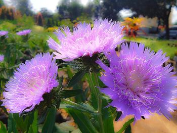 Close-up of pink flowers