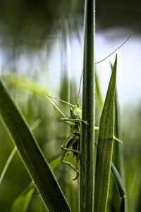 Close-up of grasshopper on plant