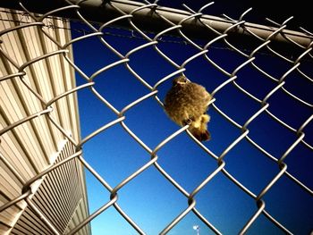 Close-up of bird in cage