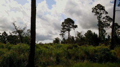 Trees in forest against sky