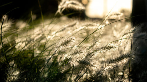 Close-up of stalks in field