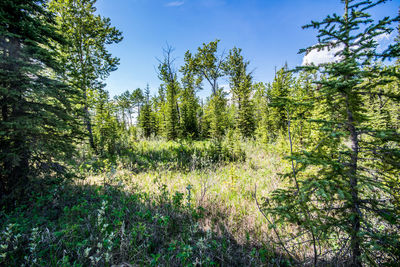 Trees growing in forest against sky