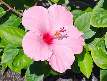 Close-up of pink hibiscus flower