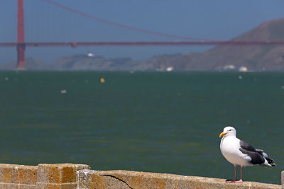 Single gull in front of the golden gate bridge