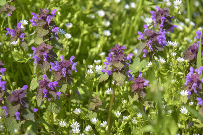 Colorful flowering herb meadow with white and purple wildflowers on sunny day. 