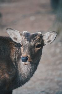 Close-up portrait of a deer