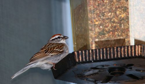 Close-up of bird perching on a window