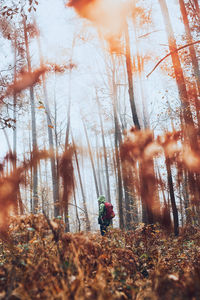 Woman with backpack wandering around a forest on autumn cold day