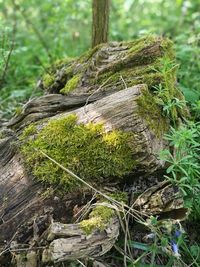 Close-up of tree trunk