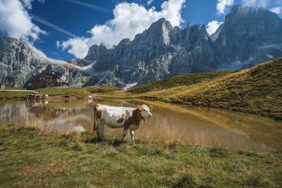 Baita segantini mountain and refuge in background. rolle pass, trentino province, italy, europe