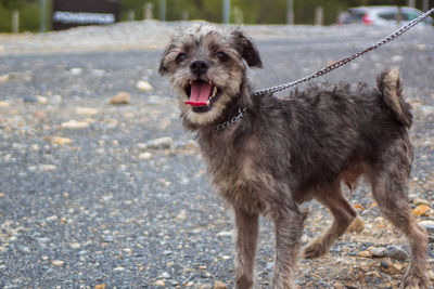 Portrait of a dog