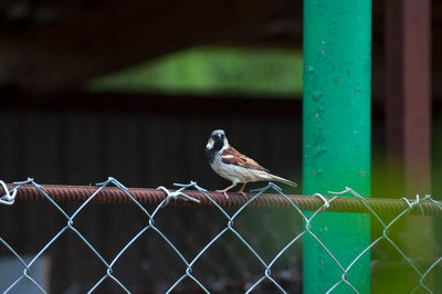 Close-up of bird perching on fence