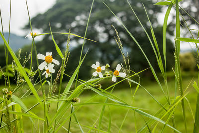 Close-up of flowers blooming outdoors