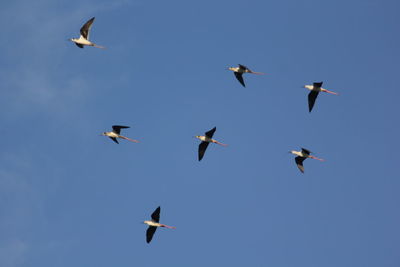 Low angle view of birds flying in sky