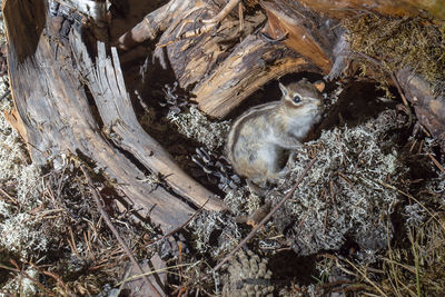 View of birds in nest