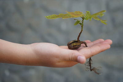 Close-up of hand holding small plant