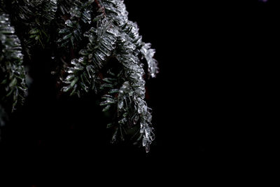 Close-up of snow on tree against black background