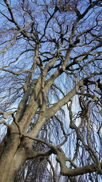 Low angle view of bare tree