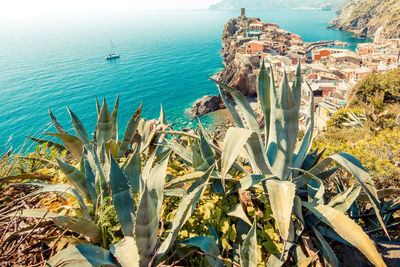 High angle view of succulent plants at beach