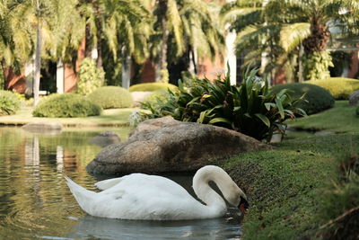 Swan on rock by lake