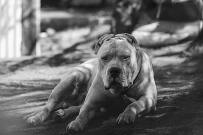 Portrait of dog relaxing outdoors